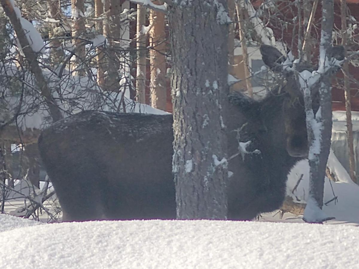 Lagomhuset - A Peaceful Holiday In Swedish Lapland Vidsel المظهر الخارجي الصورة